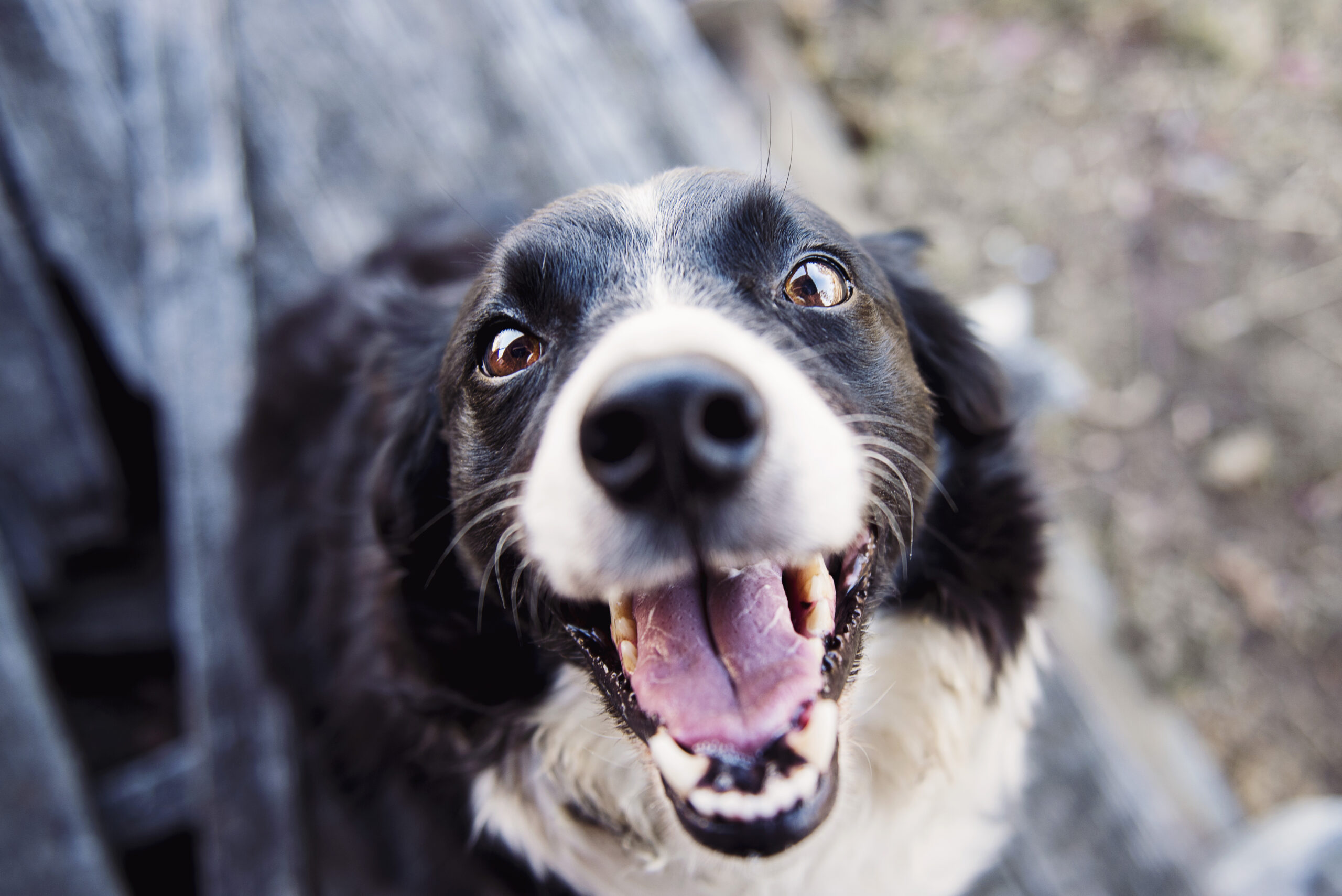 14 reasons a dog will improve your life quality